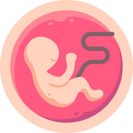 Second Trimester​ embryo